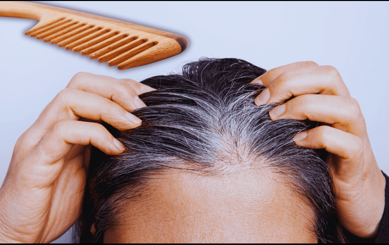 Aunque se sienten más gruesas, las canas no son necesariamente más fuertes. ESPECIAL / CANVA