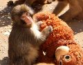 El pequeño fue rechazado por su madre al momento de nacer en julio del año pasado, una situación que ocurre ocasionalmente en esta especie. EFE / ARCHIVO