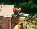 Es común que los gatos ignoren sus juguetes nuevos y prefieran las cajas de cartón. UNSPLASH / R. AHEAD
