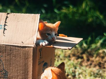Es común que los gatos ignoren sus juguetes nuevos y prefieran las cajas de cartón. UNSPLASH / R. AHEAD