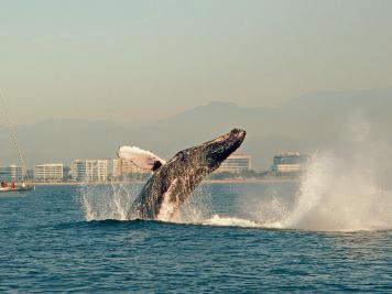 El duelo habita en la marea