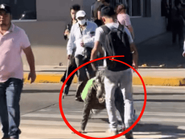 En aplicaciones como TikTok, X e Instagram se difundieron imágenes en las que se aprecia a un joven que simula ser un cocodrilo mientras cruza una de las avenidas principales de Tampico. X/@Portal13x