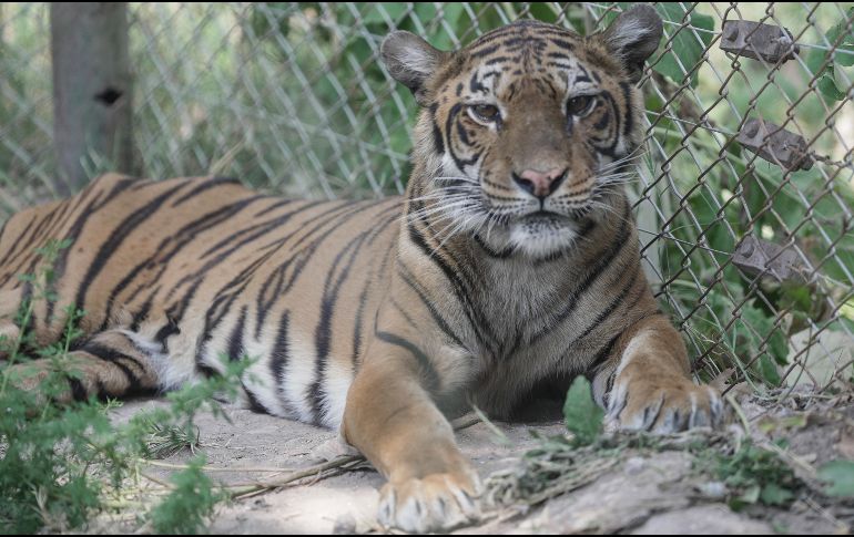 La reubicación de los primeros animales se produce tras una evaluación veterinaria realizada en noviembre pasado. EFE/Four Paws