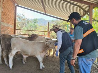 Autoridades estatales hicieron un llamado a ganaderos y ciudadanía a reportar oportunamente posibles casos para evitar la propagación. CORTESÍA