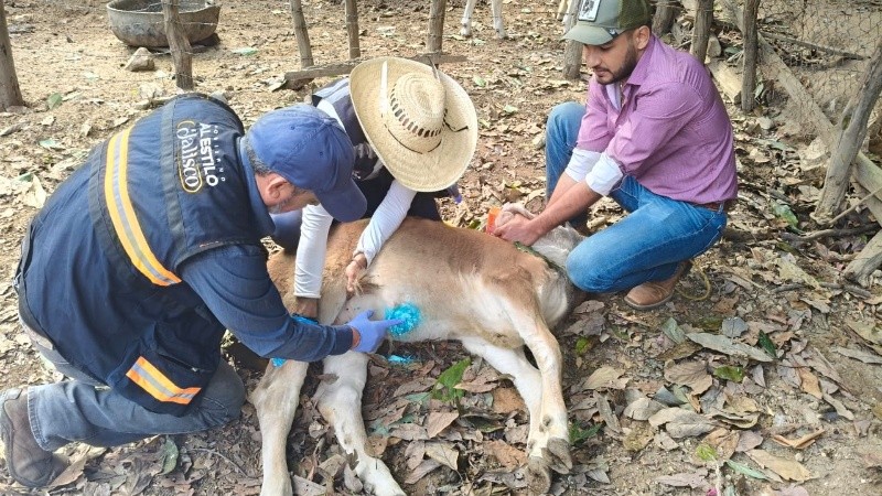 Las dependencias federales y estatales mantienen coordinación permanente para contener la plaga. CORTESÍA &nbsp;