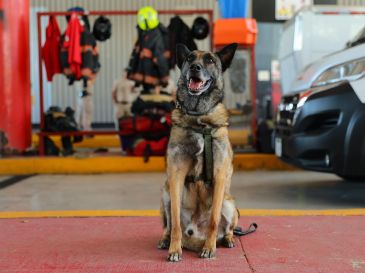  En honor a Rosco, se le entregó una pechera conmemorativa a su cuidador. CORTESÍA/ Gobierno de Zapopan