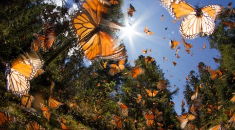 Cambios en el comportamiento reproductivo de las plantas pueden tener consecuencias ecológicas de amplio alcance, en particular para polinizadores como las mariposas. ESPECIAL / CANVA