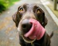 Mantener horarios definidos para alimentar a tu perro se convierte en una herramienta fundamental para promover equilibrio y la salud digestiva. UNSPLASH / J. BARKER