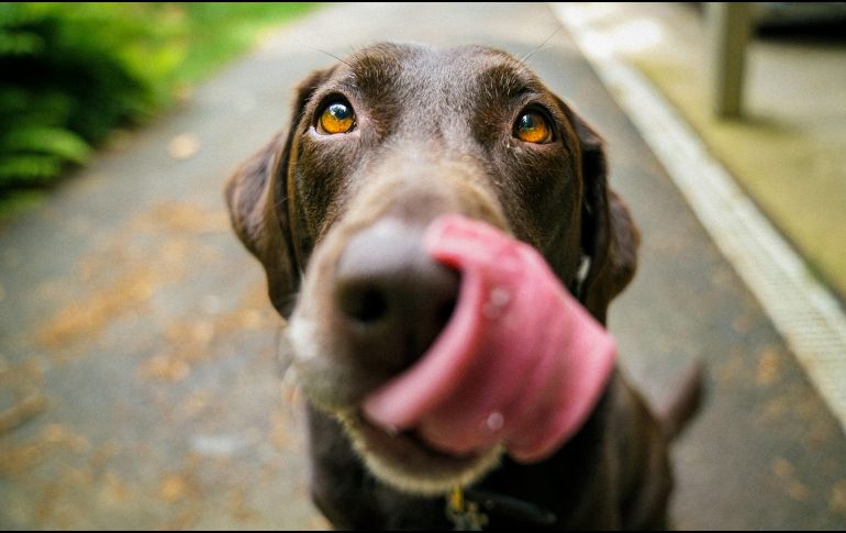 Mantener horarios definidos para alimentar a tu perro se convierte en una herramienta fundamental para promover equilibrio y la salud digestiva. UNSPLASH / J. BARKER