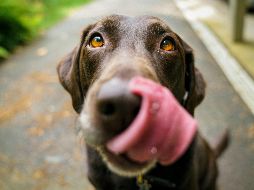 Mantener horarios definidos para alimentar a tu perro se convierte en una herramienta fundamental para promover equilibrio y la salud digestiva. UNSPLASH / J. BARKER