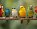 Desde el punto de vista científico, los pájaros cantan principalmente por dos razones: marcar territorio y atraer pareja. CANVA