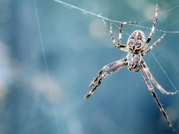 Pese al miedo y al asco que generan en muchas personas, insectos y arácnidos son imprescindibles para que la rueda de la vida en el planeta siga girando. Unsplash
