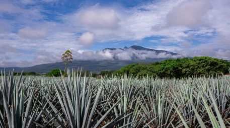 El éxito del programa también se refleja en la participación de mil 535 productores tradicionales registrados. ESPECIAL