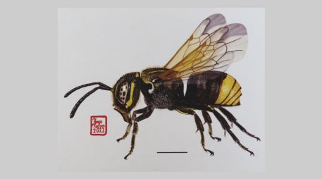 México alberga cerca de dos mil especies de abejas nativas, 300 de ellas en Jalisco. UDEG