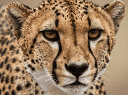 Pequeñas acciones multiplicadas por millones de personas pueden generar un gran impacto. CANVA