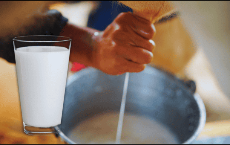 La leche “bronca” es toda aquella que no ha sido pasteurizada para matar las bacterias causantes de enfermedades, independientemente de dónde provenga: vaca, cabra, oveja... ESPECIAL / CANVA