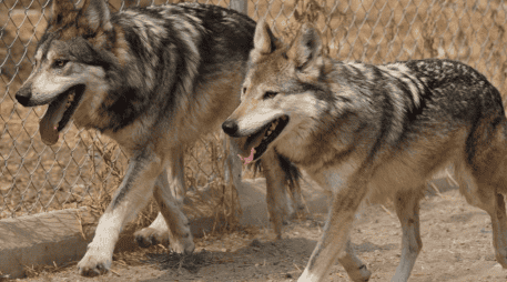 En 2019 el lobo mexicano fue reclasificado al pasar de la categoría de 