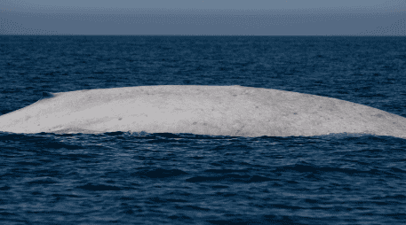 Los registros más famosos de ballenas blancas se limitaban a otras especies, como la icónica ballena jorobada o la ballena gris. X / @CONANP_mx