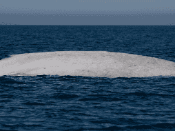 Los registros más famosos de ballenas blancas se limitaban a otras especies, como la icónica ballena jorobada o la ballena gris. X / @CONANP_mx