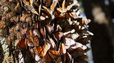 Las mariposas monarca dependen de las plantas de algodoncillo del género Asclepias. EFE/ARCHIVO