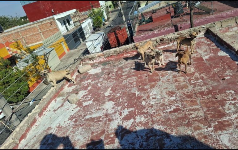 En las imágenes se les pueden ver los huesos, la parte de las costillas, a algunos de los perritos rescatados y con signos evidentes de deshidratación. CORTESÍA/ Gobierno de Guadalajara