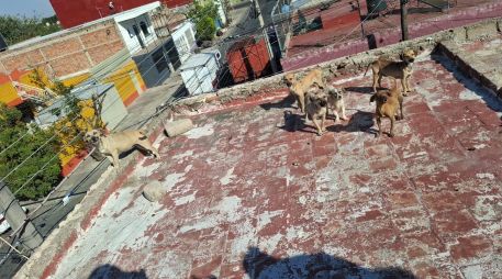 En las imágenes se les pueden ver los huesos, la parte de las costillas, a algunos de los perritos rescatados y con signos evidentes de deshidratación. CORTESÍA/ Gobierno de Guadalajara