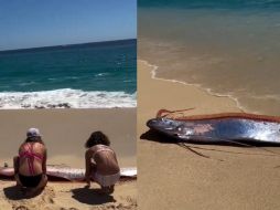 La presencia de peces remo cerca de la costa suele generar curiosidad entre la población debido a las creencias que existen alrededor de esta especie. CAPTURA DE PANTALLA/X/@sebastia_me