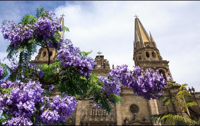Cuenta la historia que el árbol fue traído a México por un hombre de origen japonés desde Brasil, y que durante el mandato del presidente Álvaro Obregón se ordenó sembrar estas plantas en las principales calles de México. ESPECIAL / EL INFORMADOR y CANVA