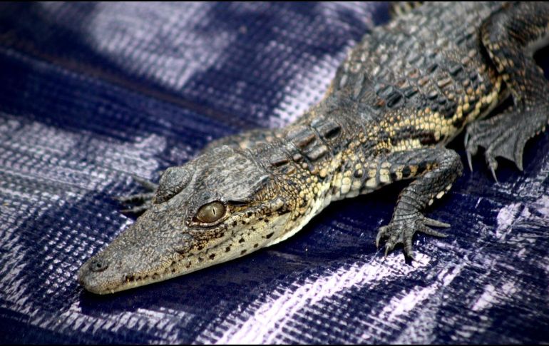 La cría mide aproximadamente 30 centímetros. CORTESÍA