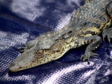 La cría mide aproximadamente 30 centímetros. CORTESÍA