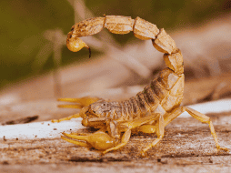 Son ocho las especies de alacranes peligrosas en México y afectan principalmente a Jalisco, Morelos, Guerrero, Nayarit, Guanajuato, Michoacán, Puebla, Durango, Oaxaca y el Estado de México. ESPECIAL / CANVA