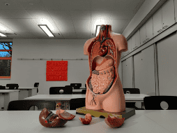 Los detalles fueron publicados recientemente en la revista Science Advances. UNSPLASH / K. KANDLBINDER