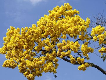 La elección de la flor amarilla no es aleatoria y cada especie aporta un matiz distinto al mensaje. EL INFORMADOR/ARCHIVO