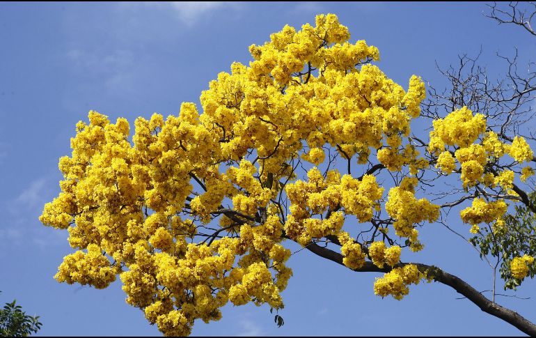 La elección de la flor amarilla no es aleatoria y cada especie aporta un matiz distinto al mensaje. EL INFORMADOR/ARCHIVO