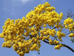 La elección de la flor amarilla no es aleatoria y cada especie aporta un matiz distinto al mensaje. EL INFORMADOR/ARCHIVO