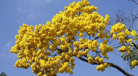 La elección de la flor amarilla no es aleatoria y cada especie aporta un matiz distinto al mensaje. EL INFORMADOR/ARCHIVO