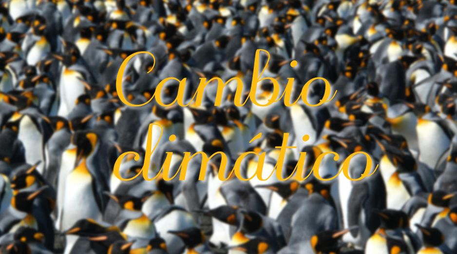 Que haya una especie como el pingüino rey que se adapte tan bien a los cambios estacionales y a las variaciones en los tiempos 