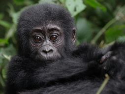 De acuerdo con las autoridades del parque, el nuevo integrante pertenece a la familia Masibo, que ahora suma un total de 15 individuos. Unsplash