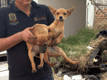 De acuerdo con la Fiscalía, se trata de 21 caninos de distintas características, entre ellos ocho ejemplares tipo french de talla mediana y 13 perros criollos de talla mediana y pequeña. CORTESÍA/ Fiscalía del Estado de Jalisco