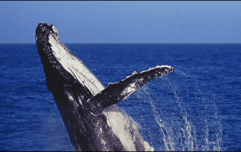 Gobiernos y empresas buscan expandir la infraestructura para aprovechar la demanda global de gas natural; grupos ambientalistas advierten sobre los efectos de estas instalaciones en ecosistemas marinos y costeros. CANVA