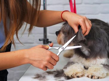 El pelaje de los perros funciona como un aislante natural que los protege del calor y de la radiación solar. ESPECIAL / CANVA