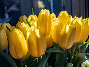 La costumbre surgió a partir de la canción Flores Amarillas, interpretada en la telenovela argentina “Floricienta”. Unsplash
