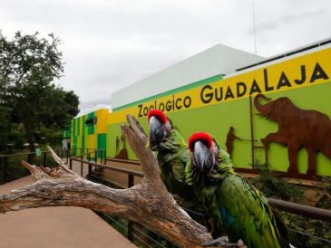 El Zoológico Guadalajara abrirá el lunes 16 de marzo con diferentes experiencias y recorridos para visitantes. ESPECIAL / EFE