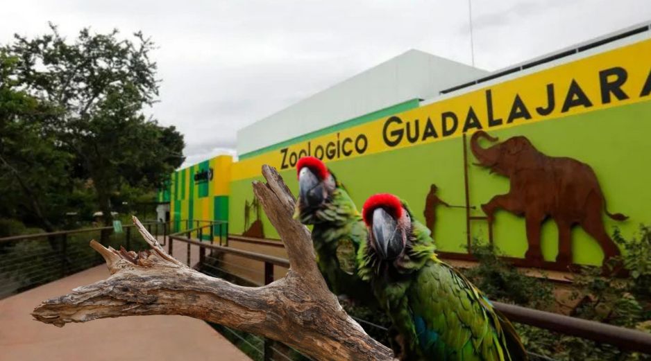 El Zoológico Guadalajara abrirá el lunes 16 de marzo con diferentes experiencias y recorridos para visitantes. ESPECIAL / EFE