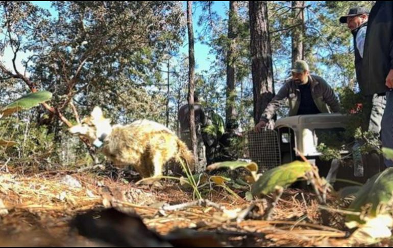 Semarnat llevará a cabo trabajos con las comunidades rurales para promover la coexistencia de los lobos mexicanos con las personas y sus actividades. ESPECIAL / Semarnat
