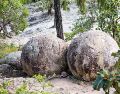 Hoy, este Bosque de Piedras Bola se posiciona como un destino imperdible para quienes buscan naturaleza, misterio y paisajes fuera de lo común, muy cerca de Guadalajara. ESPECIAL/ Facebook/ Gobierno de Ahualulco de Mercado