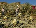 Trabajadores cortan piñas de agave utilizadas para producir mezcal en Nejapa de Madero, Oaxaca. AP/C. Rosel