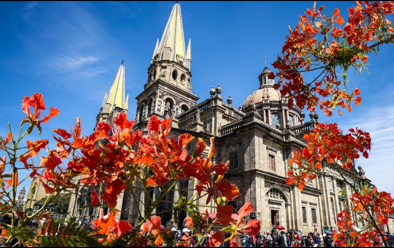 En Guadalajara es común encontrar al menos un ejemplar por calle, por lo que se vuelve un elemento visual de la temporada. ESPECIAL / EL INFORMADOR y CANVA