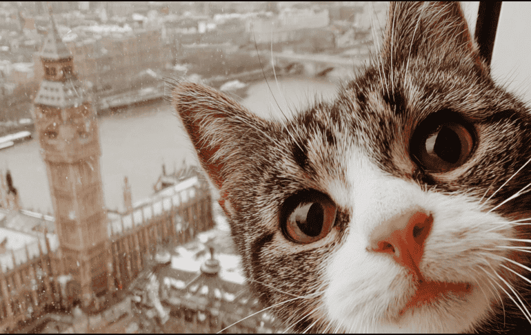 Ante la llegada de una nueva mascota, muchos gatos experimentan lo que se conoce como estres animal. Esto puede manifestarse de diferentes maneras. CANVA