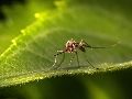 De las 3 mil 500 especies conocidas de mosquitos, alrededor de 100 han evolucionado para atacar específicamente a los humanos. Unsplash